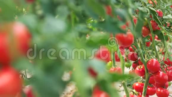 关闭有机农场种植的番茄植株视频的预览图