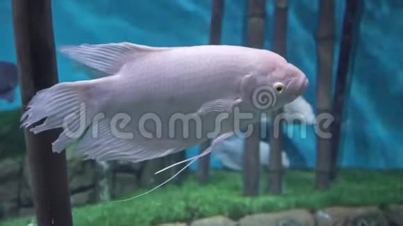 鱼巨人古拉米在一个大型水族馆里游泳视频的预览图