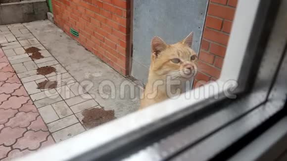 红色无家可归的猫在窗外喵喵叫要食物视频的预览图