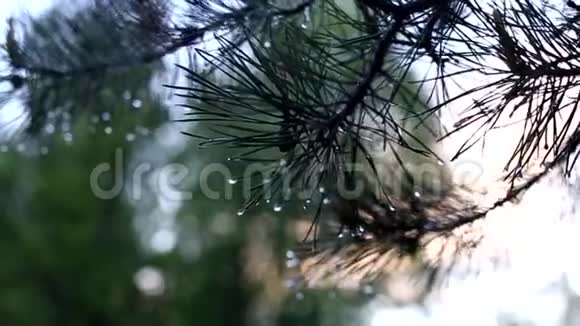 雨后的松树枝视频的预览图