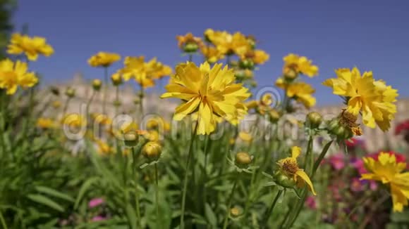 凡尔赛宫背景上的泛黄花视频的预览图