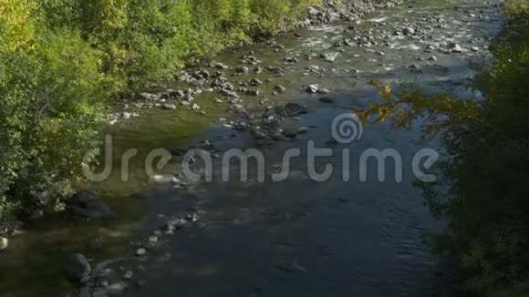 浅溪和茂密的树林视频的预览图