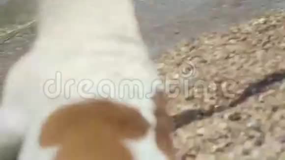 充满活力的杰克罗素猎犬在奔跑视频的预览图
