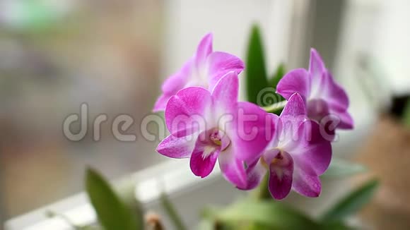 石斛兰家的植物在窗台上开花紫色花朵的特写视频的预览图