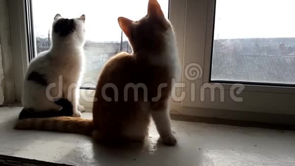 两只小猫坐在窗台上看着窗外阳光明媚的乡村景色视频的预览图