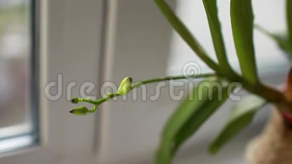 石斛兰家的植物在窗台上开花紫色花朵的特写视频的预览图