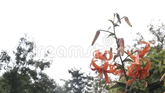 美丽的橙花皇家冠雨后滴在茎背景复制空间视频的预览图