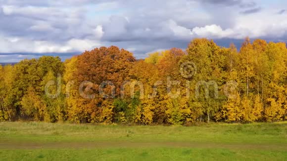 秋天的森林在阳光明媚的天气里有黄色叶子的树俯视橡树和桦树有五颜六色的叶子视频的预览图