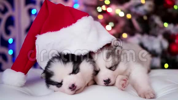美丽的哈士奇小狗在圣诞老人新年红色帽子睡在新年的内部视频的预览图