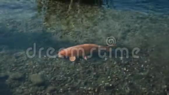 金鱼在清澈的水里游泳捕捉食物视频的预览图