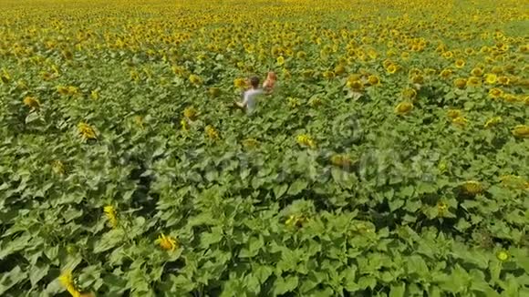 在黄色向日葵田上行走的男男女女的俯视图自由概念收获日落时向日葵的田野视频的预览图