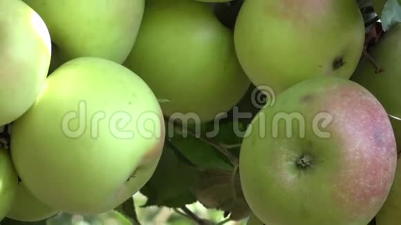 从果园的苹果树上亲手摘青苹果视频的预览图