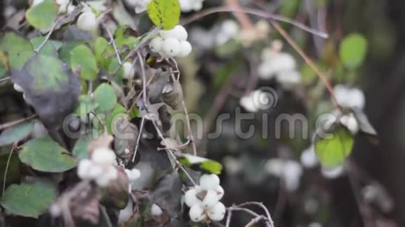 蓝莓白色灌木花园的装饰植物视频的预览图