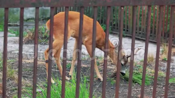 小鹿在一个野生动物的农场里吃草视频的预览图