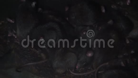 黑鼠家族入侵物种动物瘟疫来自亚洲的啮齿动物视频的预览图