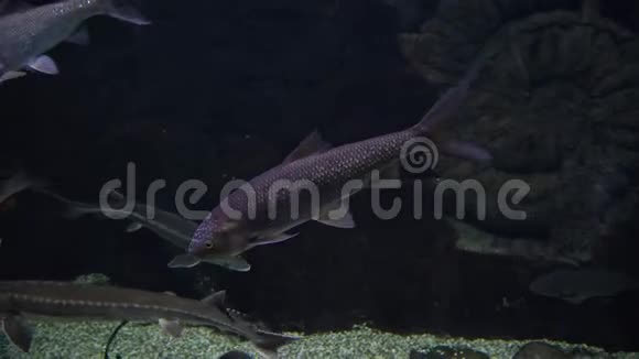 鲑鱼和鲟鱼和其他鱼在水里游泳视频的预览图