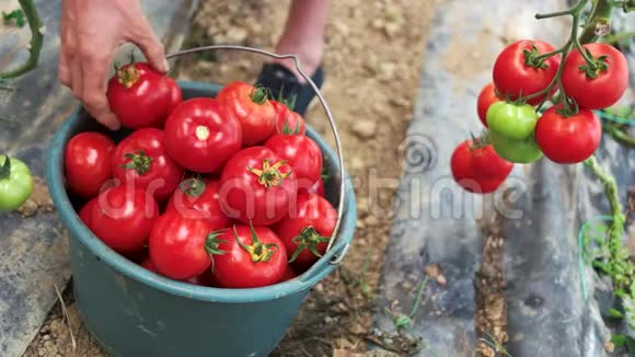 农民们从葡萄树上收获成熟的有机番茄视频的预览图