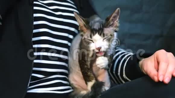 猫坐在男人的腿上舔它的爪子然后被洗了视频的预览图