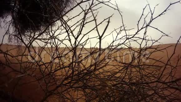 在雾中的骆驼在地平线上的沙丘沙漠中的沙石拉贾斯坦邦视频的预览图