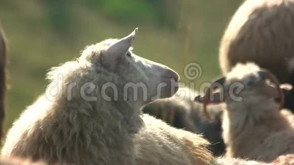 阳光明媚的一天可爱的羊在牧场上视频的预览图