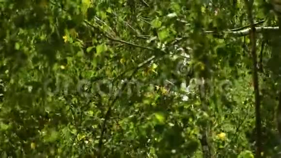 一枝绿叶在风中摇曳视频的预览图