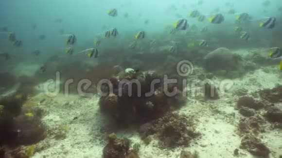 一群天使鱼热带珊瑚礁和水下鱼类视频的预览图