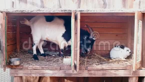 一只山羊和一只兔子在一个笼子里山羊吃食物视频的预览图