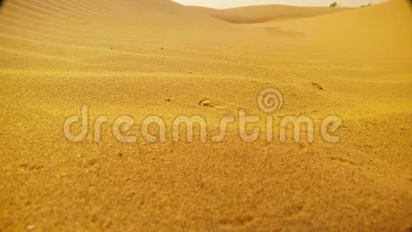 沙漠蜥蜴隐藏在沙子掩蔽带来相同的颜色和座位沙丘TharKhuriRajasthan关闭视频的预览图