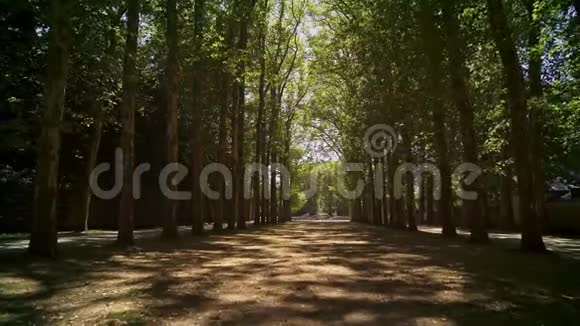 春日阳光明媚的凡尔赛森林小巷的低角度跟踪拍摄视频的预览图