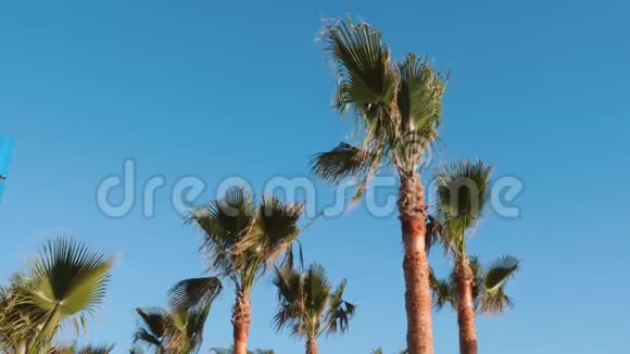 棕榈树对抗天空棕榈叶在风中摇摆一群棕榈树对抗蓝天视频的预览图