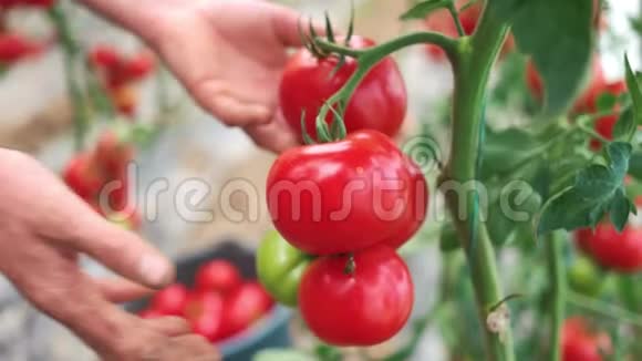 男人的手采摘成熟的新鲜西红柿视频的预览图