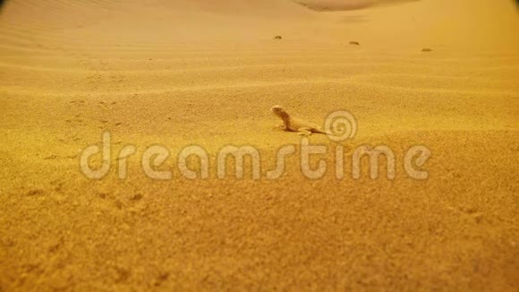 沙漠蜥蜴的座位看起来和跑远的生活轨道上的沙子接近视频的预览图