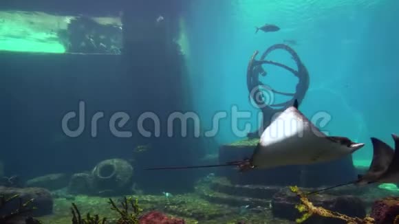 巨大的水族馆有黄貂鱼和鱼视频的预览图