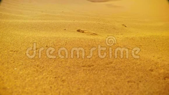 蜥蜴伪装自己在沙子掩蔽沙漠Thar关闭库里拉贾斯坦邦视频的预览图