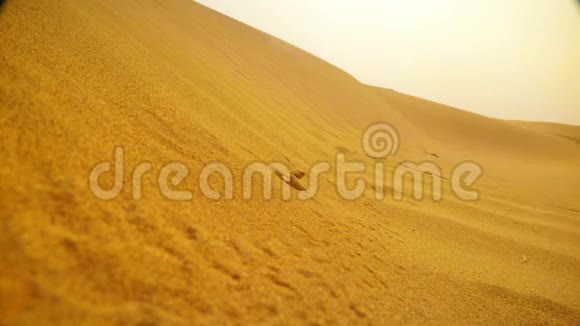 蜥蜴半坐在沙子里在沙漠中眺望沙丘TharKhuriRajasthan近在咫尺视频的预览图