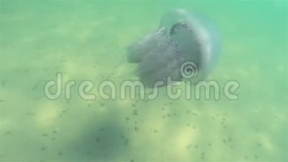 水母水下射击视频的预览图
