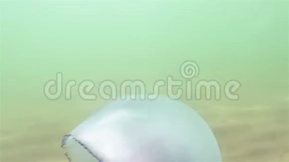 水母水下射击视频的预览图