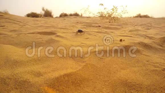 三个神圣的伤疤在沙漠沙丘中向不同的方向爬行一些灌木丛很近视频的预览图
