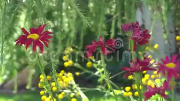 草地上的格贝拉花在夏天的轻风中移动视频的预览图