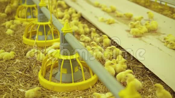 现代家禽养殖场的鸡常规生活4K视频的预览图