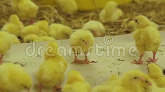 看可爱的小鸡和他们在农场日常生活中的行为镜头视频的预览图