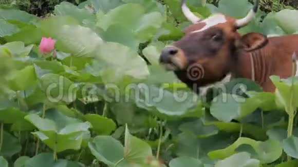 睡莲池塘里的牛视频的预览图