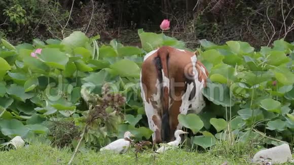 睡莲池塘里的牛视频的预览图