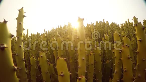 阳光透过无叶的牛奶照耀大灌木丛沙漠视频的预览图