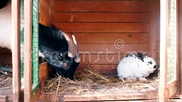 一只山羊和一只兔子在笼子里的头的特写视频的预览图