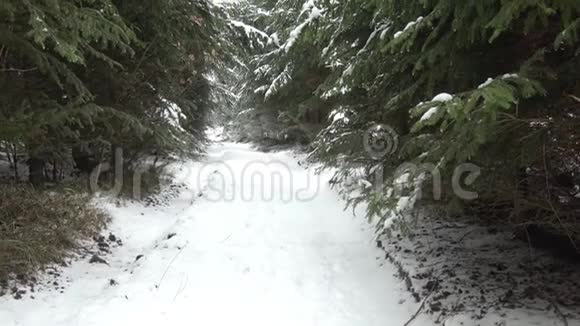 在雪地里的树林里视频的预览图