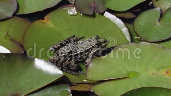 一只青蛙坐在池塘里的一片睡莲上然后跳起来飞德国慕尼黑植物园的一个夏天视频的预览图
