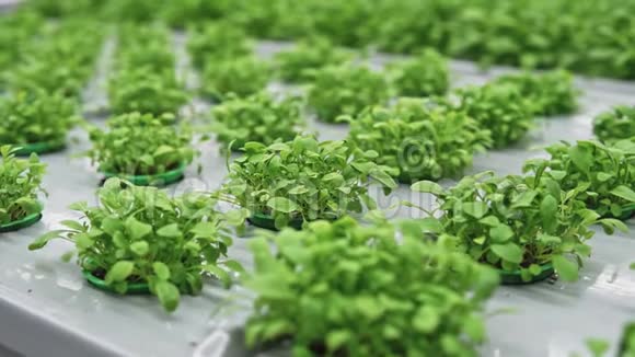 小菠菜或莴苣生长在现代化的温室垂直农场视频的预览图