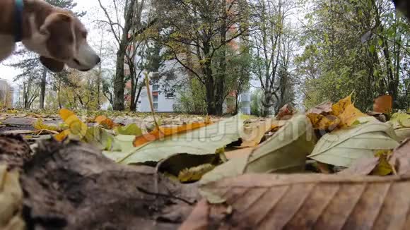 一个带着狗的人正沿着一条小径穿过慕尼黑的一个公园黄色的落叶在前景中低角度视频的预览图