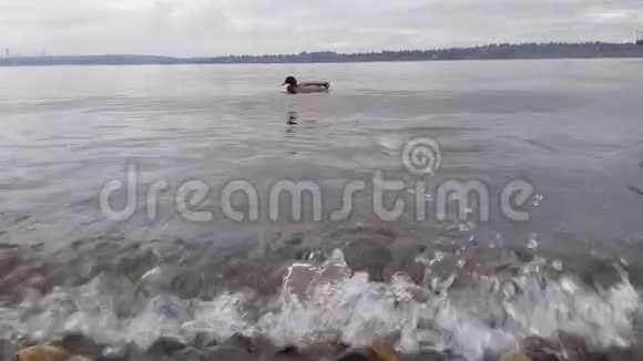 两只鸭子漂浮在华盛顿湖岸边小而波涛汹涌的波浪推着它们视频的预览图